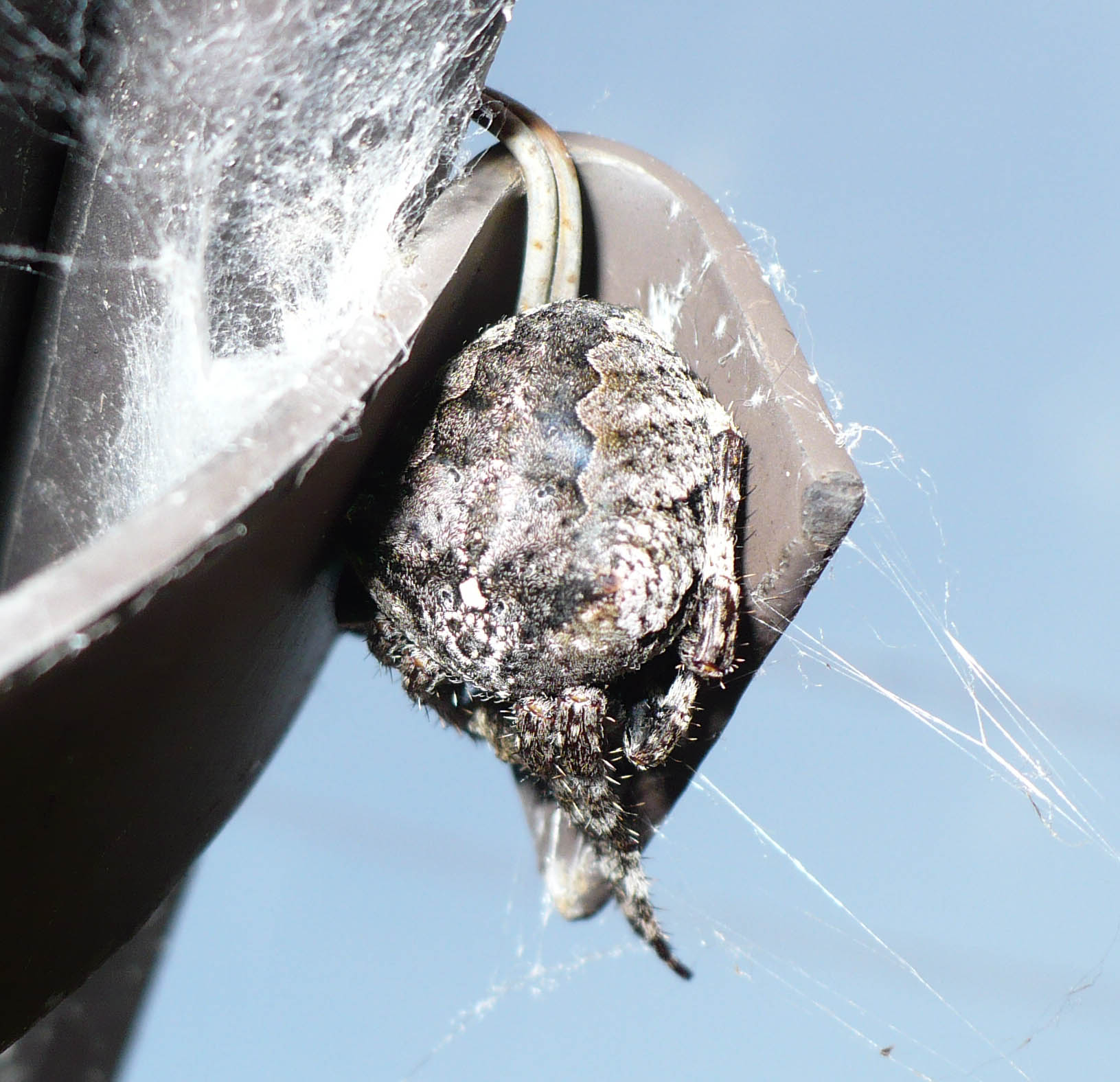 Araneus cf. angulatus - Morello (FI)